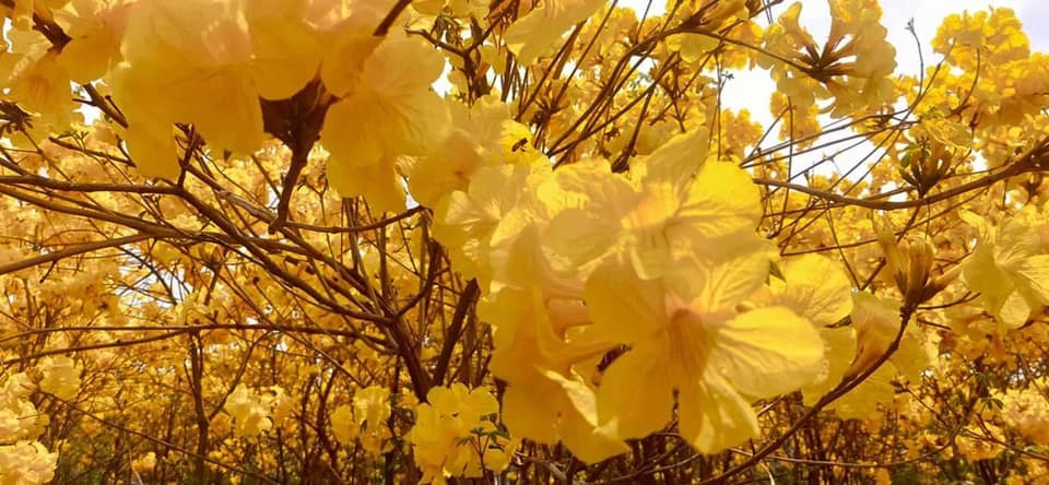 Vườn hoa phong linh, khi khu công nghiệp cũng có thể trở nên đẹp và thơ Vườn hoa phong linh, khi khu công nghiệp cũng có thể trở nên đẹp và thơ