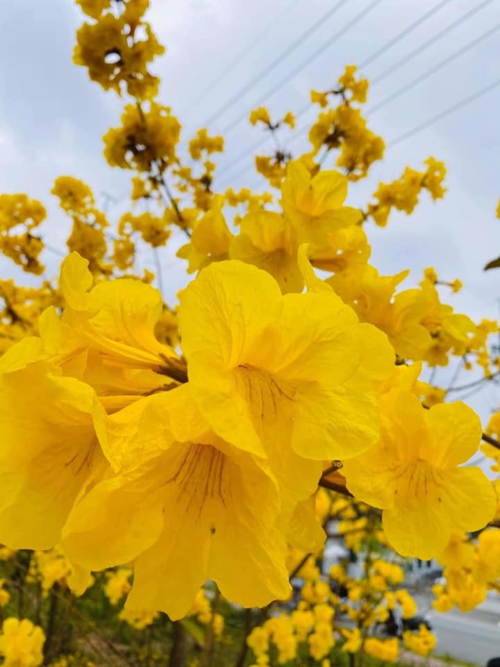 Vườn hoa phong linh, khi khu công nghiệp cũng có thể trở nên đẹp và thơ Vườn hoa phong linh, khi khu công nghiệp cũng có thể trở nên đẹp và thơ