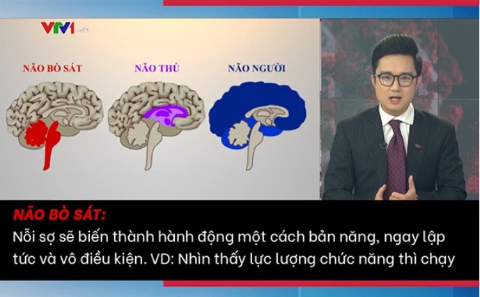 Não bò sát, não thú và não người