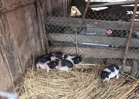 Tình người trên cao nguyên Tình người trên cao nguyên