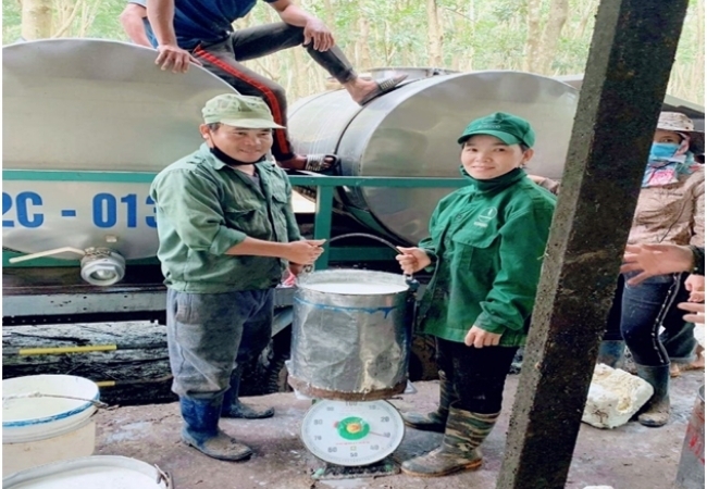 Trương Thị Tuyết: Người thợ cạo mủ cao su tâm huyết