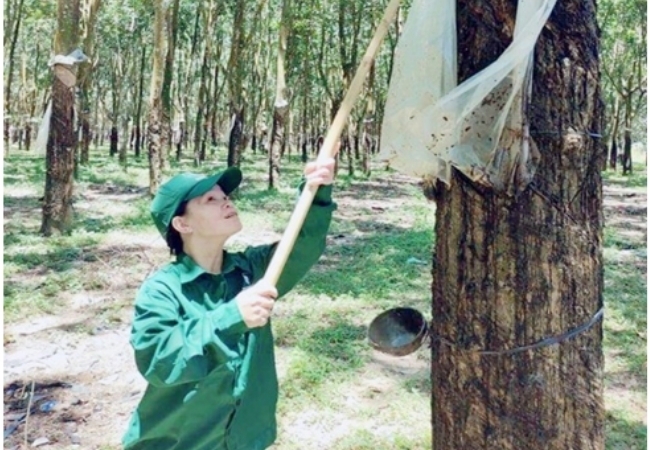 Trương Thị Tuyết: Người thợ cạo mủ cao su tâm huyết