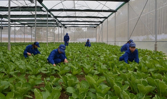 Rau công đoàn và siêu thị công nhân Rau công đoàn và siêu thị công nhân