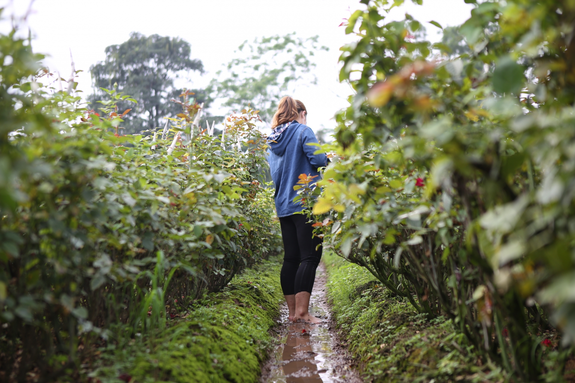 Muôn kiểu "chống đói" của người trồng hoa làng Tây Tựu muon kieu chong doi cua nguoi trong hoa lang tay tuu