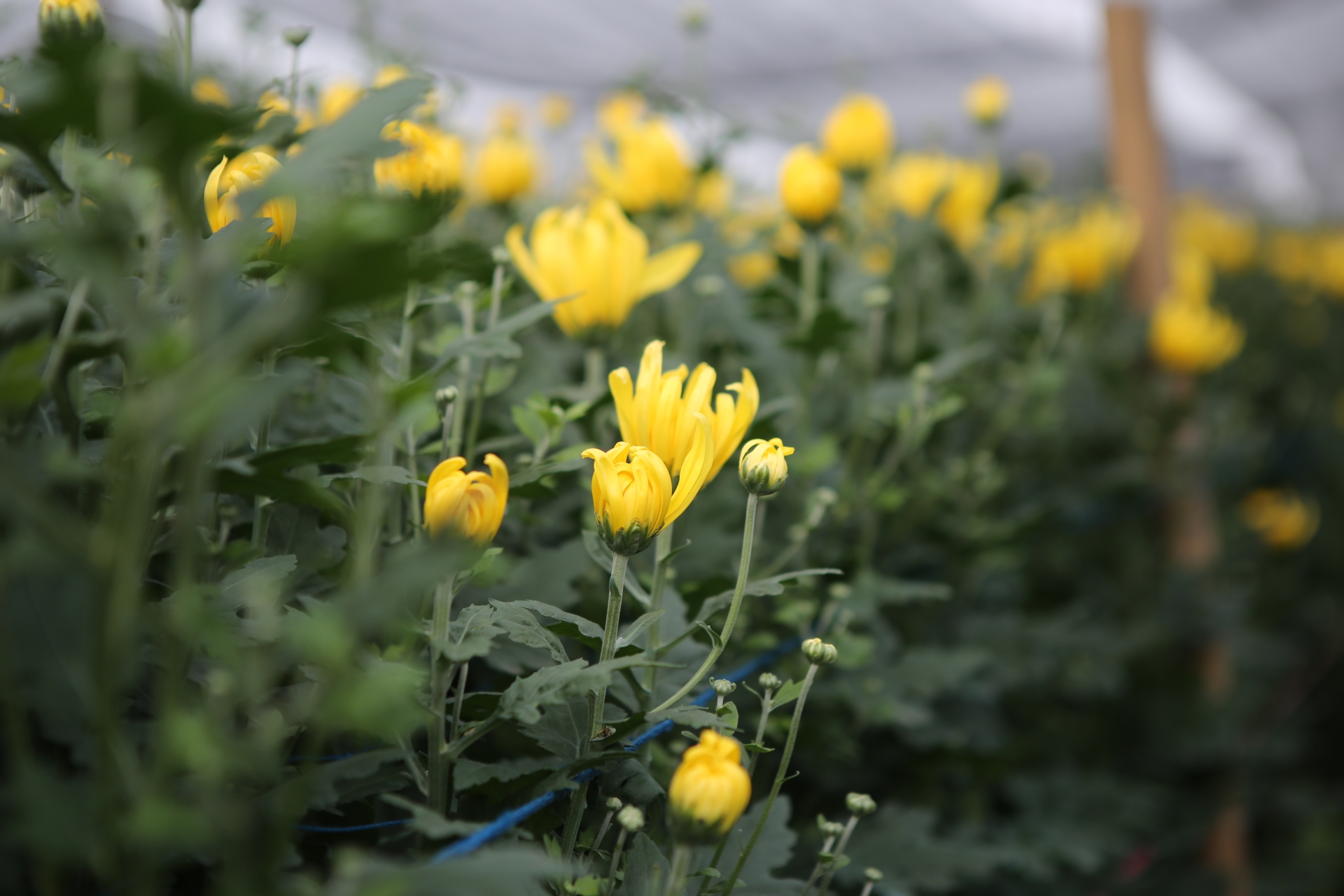 Muôn kiểu "chống đói" của người trồng hoa làng Tây Tựu muon kieu chong doi cua nguoi trong hoa lang tay tuu