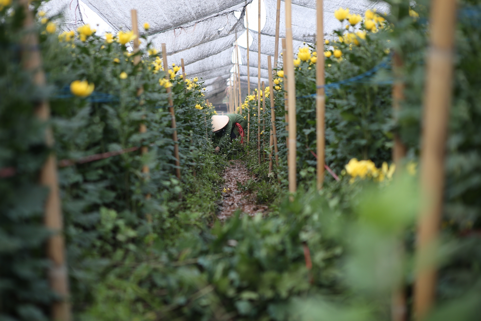 Muôn kiểu "chống đói" của người trồng hoa làng Tây Tựu muon kieu chong doi cua nguoi trong hoa lang tay tuu