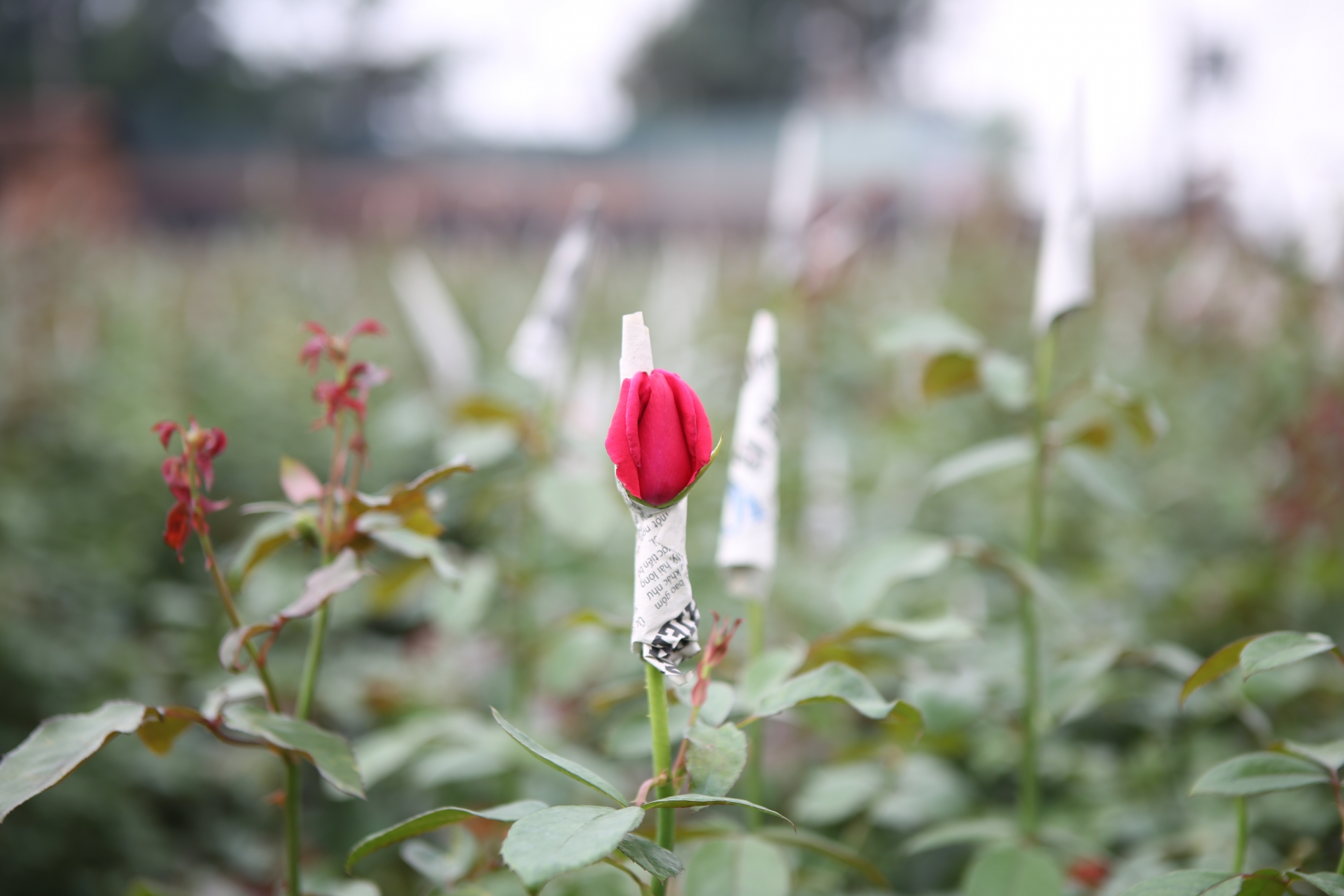 Muôn kiểu "chống đói" của người trồng hoa làng Tây Tựu muon kieu chong doi cua nguoi trong hoa lang tay tuu