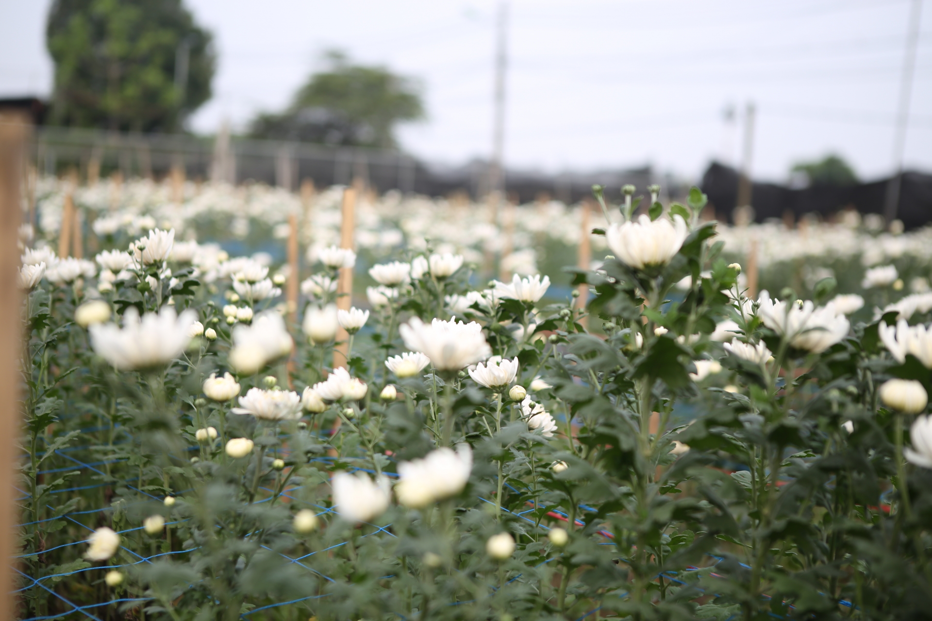 Muôn kiểu "chống đói" của người trồng hoa làng Tây Tựu muon kieu chong doi cua nguoi trong hoa lang tay tuu