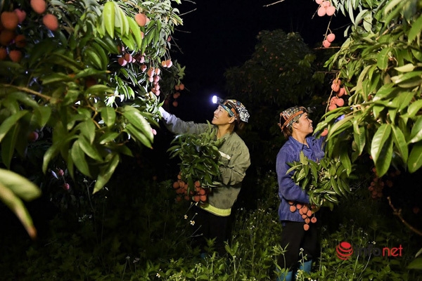 Công nhân “cách ly không thể về bẻ vải” được cộng đồng mạng động viên “ở yên một chỗ” Công nhân “cách ly không thể về bẻ vải” được cộng đồng mạng động viên “ở yên một chỗ”