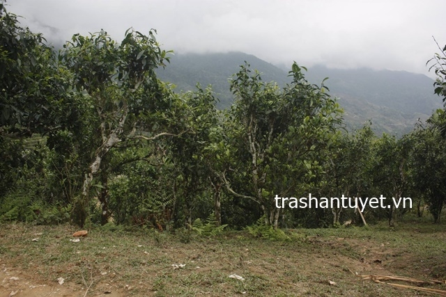 Thử "đổi vị” với trà Shan Tuyết cổ thụ có lợi cho sức khỏe thu doi vi trung thu bang tra shan tuyet co thu co loi cho suc khoe