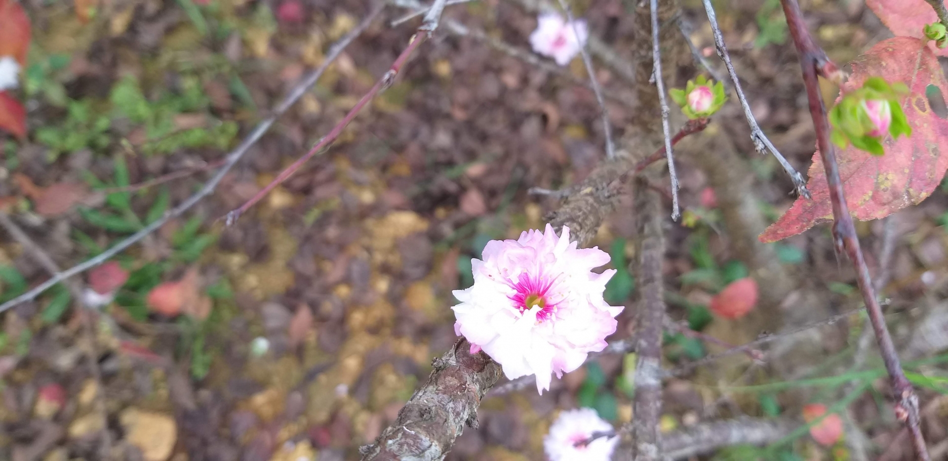Người biến cây mai hồng cổ ở Sa Pa thành “tiền tỷ” Người biến cây mai hồng cổ ở Sa Pa thành “tiền tỷ”
