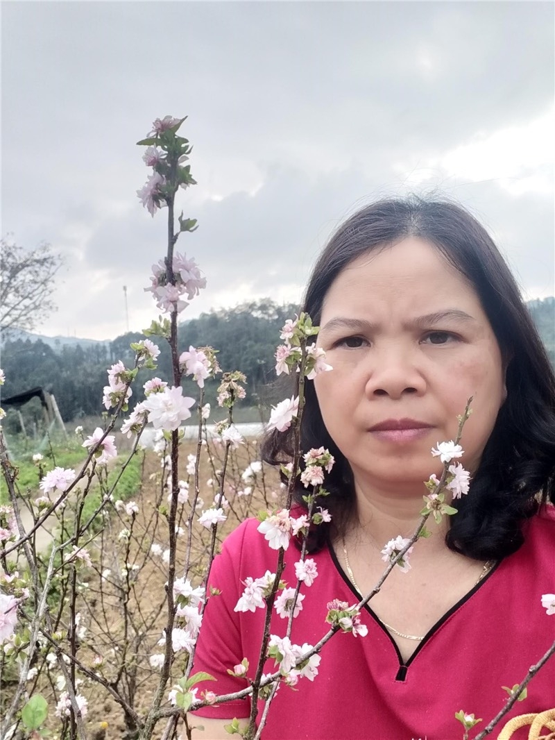 Người biến cây mai hồng cổ ở Sa Pa thành “tiền tỷ” Người biến cây mai hồng cổ ở Sa Pa thành “tiền tỷ”