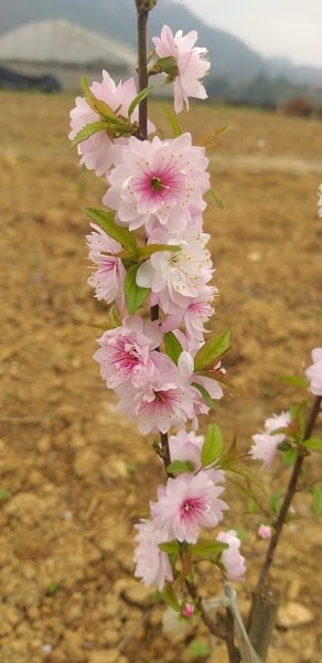 Người biến cây mai hồng cổ ở Sa Pa thành “tiền tỷ” Người biến cây mai hồng cổ ở Sa Pa thành “tiền tỷ”