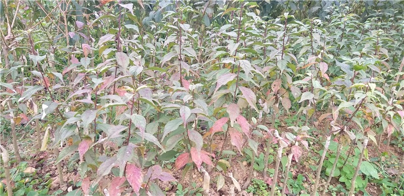 Người biến cây mai hồng cổ ở Sa Pa thành “tiền tỷ” Người biến cây mai hồng cổ ở Sa Pa thành “tiền tỷ”