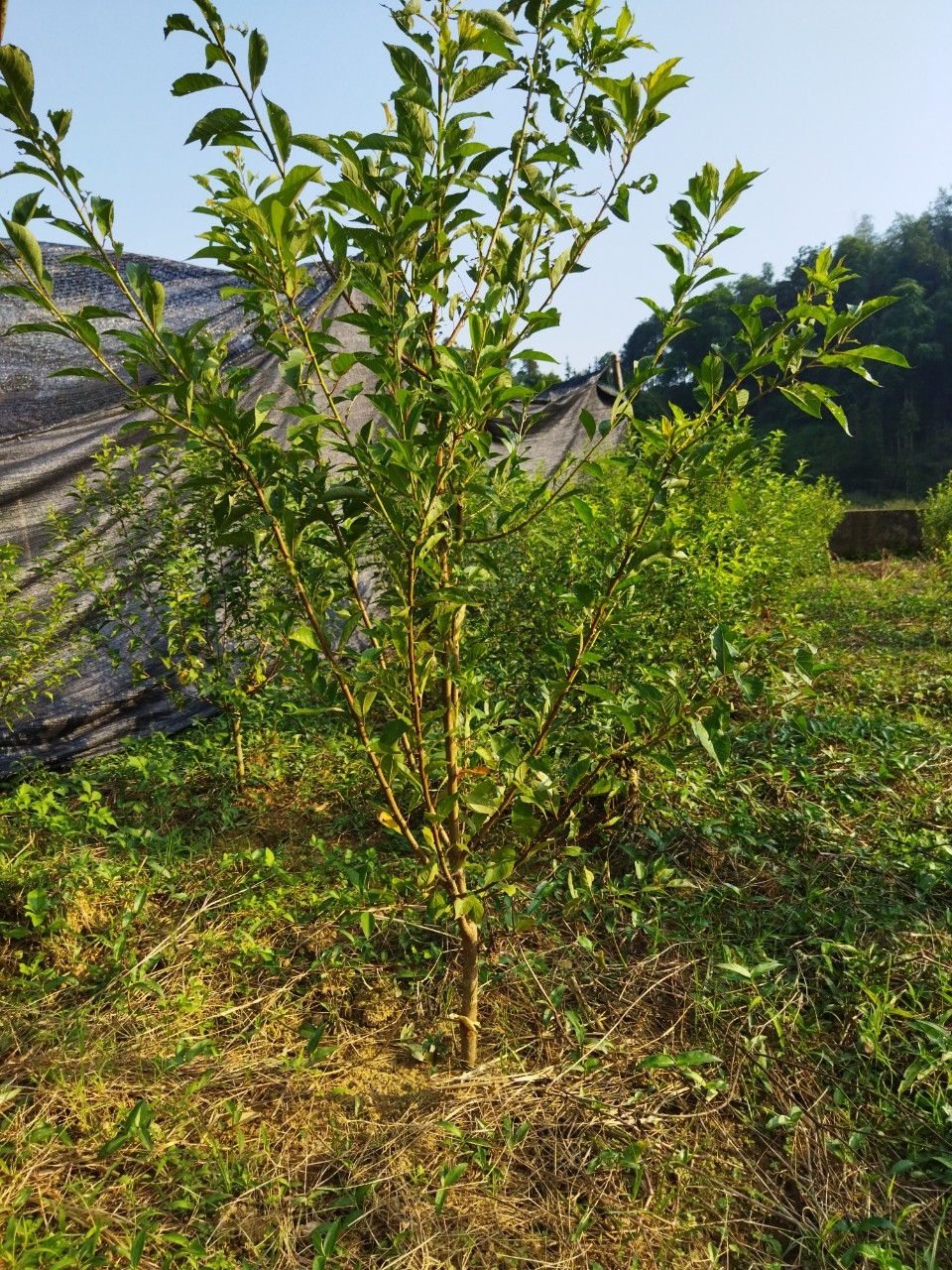 Người biến cây mai hồng cổ ở Sa Pa thành “tiền tỷ” Người biến cây mai hồng cổ ở Sa Pa thành “tiền tỷ”