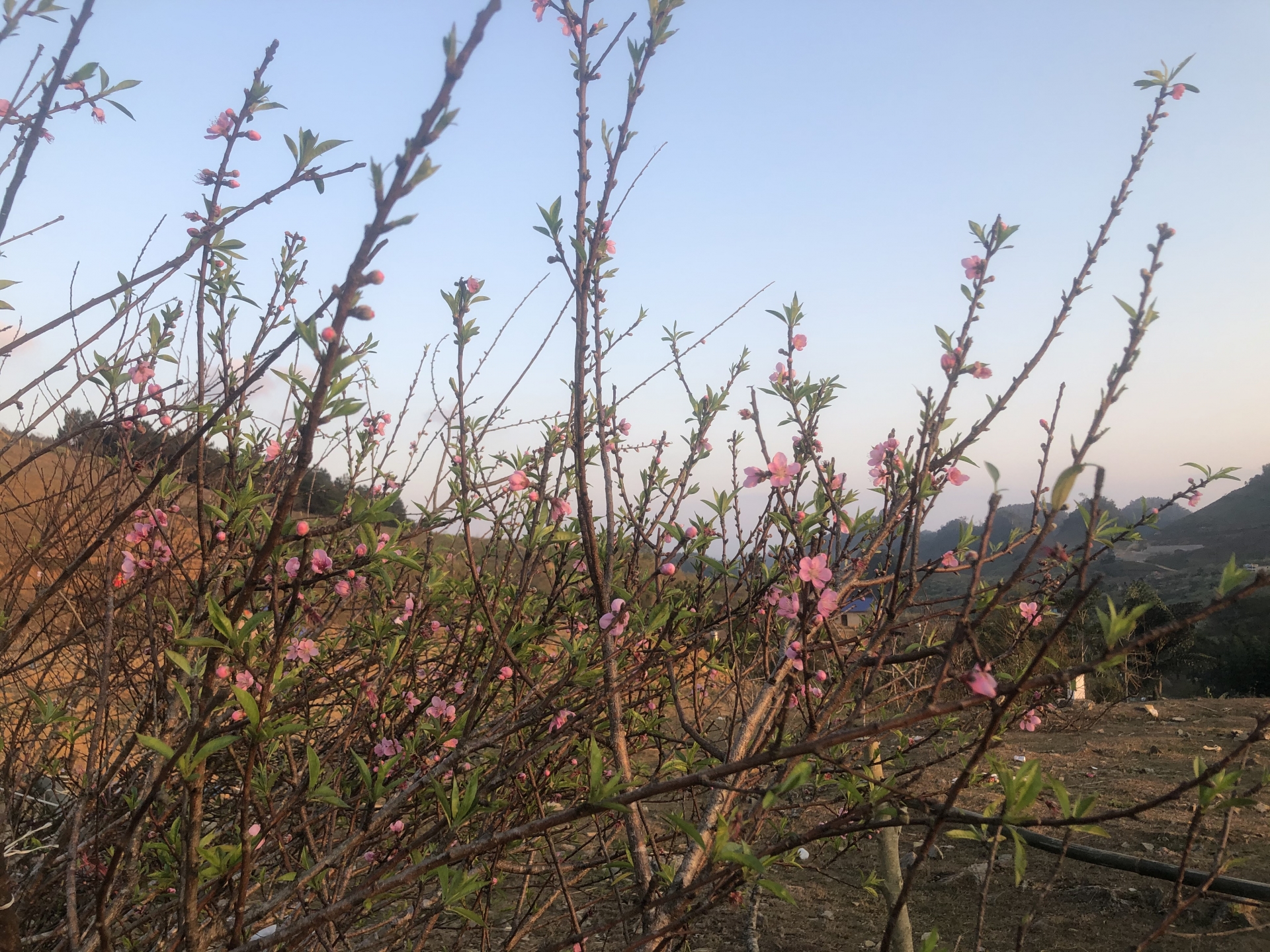 nhon nhip cho dao man rung doc quoc lo 6 nhung ngay giap tet