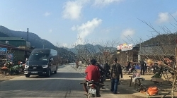 phong tuc tet co truyen chon hoa dao hoa mai dep ngay tet