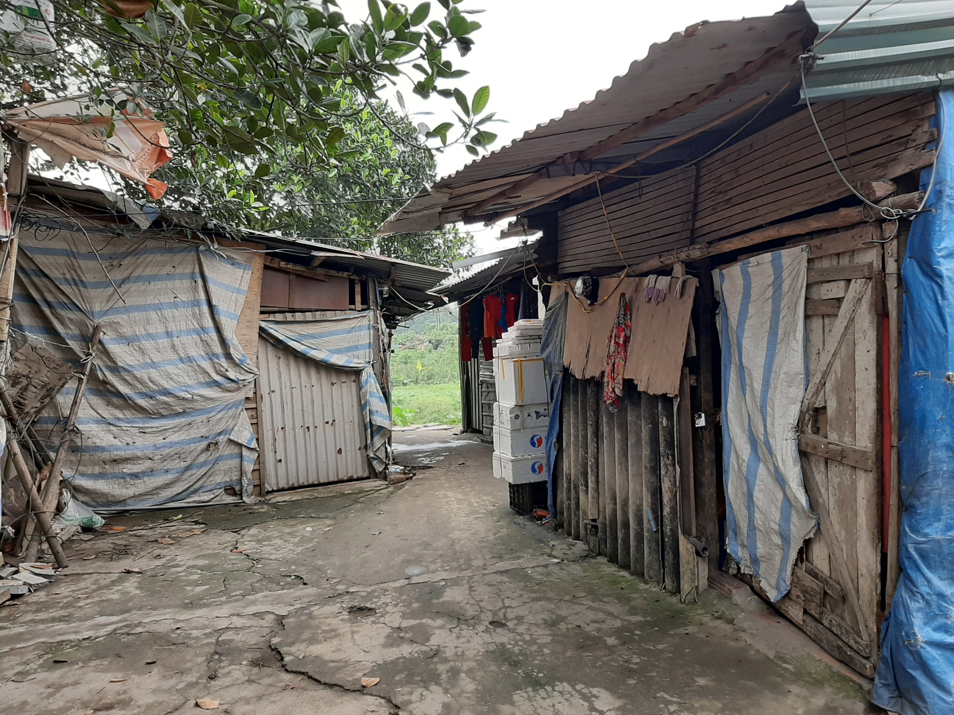 Những phận đời ở xóm ngụ cư “ở yên” trong những ngày cách ly xã hội nhung phan doi o xom ngu cu o yen trong nhung ngay cach ly xa hoi