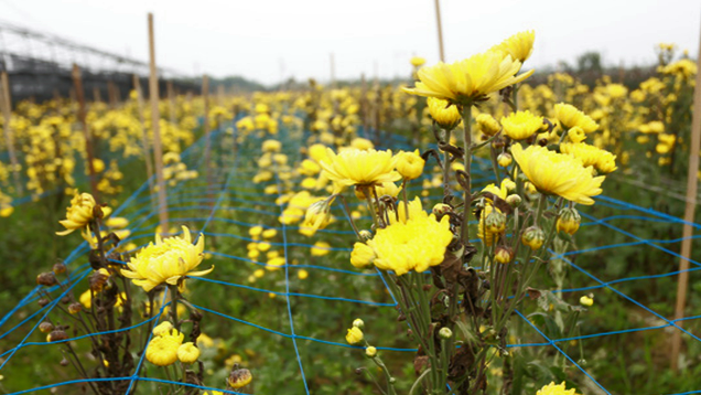 "Hoa cười người héo", chuyện "bi hài" ở thôn Hạ Lôi (Mê Linh - Hà Nội) hoa cuoi nguoi heo chuyen bi hai o thon ha loi me linh ha noi
