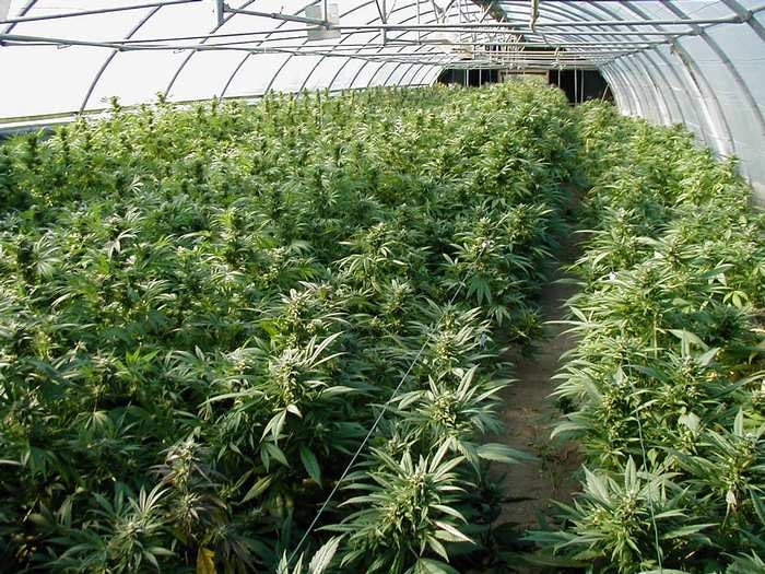 Các loại ma túy phổ biến bạn cần biết (phần 1) cac loai ma tuy pho bien ban can biet phan 1