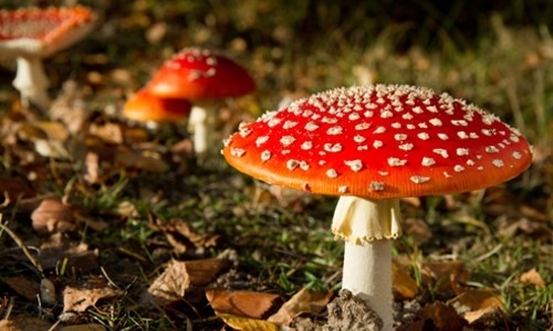 Các loại ma túy phổ biến bạn cần biết (phần 2)