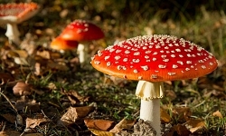 ky 4 nhung bieu hieu noi bat cua nguoi su dung chat ma tuy