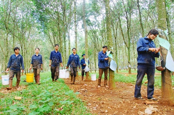 Lan tỏa phong trào phát triển kinh tế gia đình ở Công ty Cao su Chư Pah