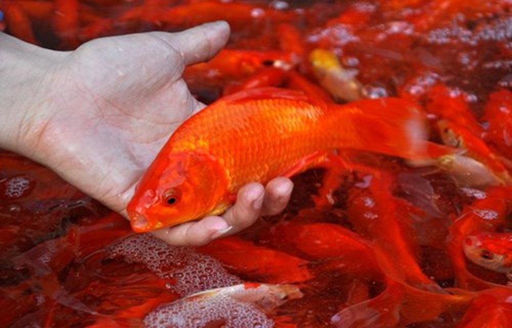 Tục cúng ông Công ông Táo có nguồn gốc như thế nào? tuc cung ong cong ong tao