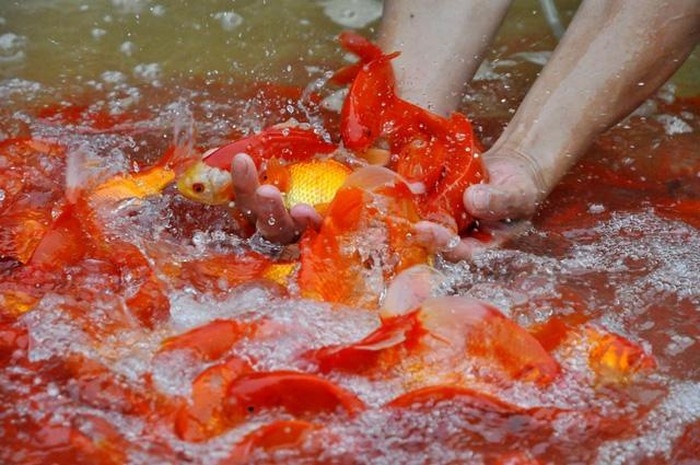 Tại sao cúng ông Công, ông Táo không thể thiếu cá chép?