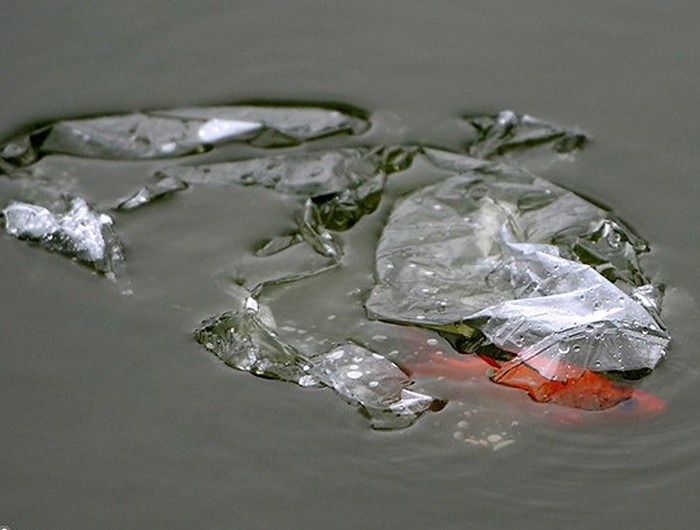 Tại sao cúng ông Công, ông Táo không thể thiếu cá chép? tai sao cung ong cong ong tao khong the thieu ca chep