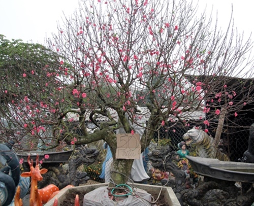 Phong tục Tết cổ truyền: Chọn hoa đào, hoa mai đẹp ngày Tết phong tuc tet co truyen chon hoa dao hoa mai dep ngay tet