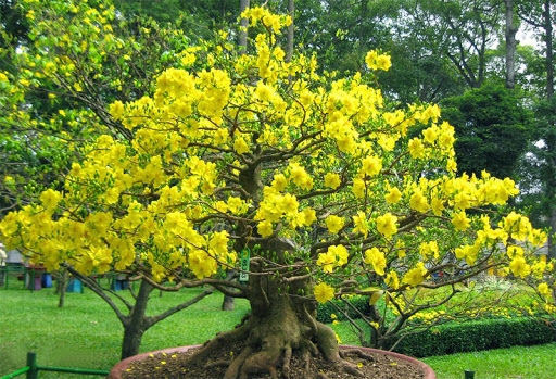 Phong tục Tết cổ truyền: Chọn hoa đào, hoa mai đẹp ngày Tết phong tuc tet co truyen chon hoa dao hoa mai dep ngay tet