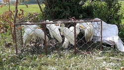 Mùa Vu Lan - Tục phóng sinh và an toàn sinh thái (kỳ 4)