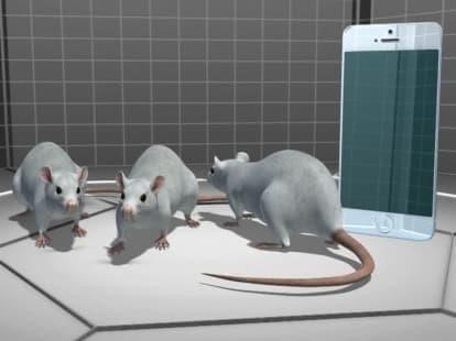 Apple và Samsung bị kiện vì nghi bức xạ màn hình điện thoại vượt ngưỡng cho phép apple va samsung bi kien vi nghi buc xa man hinh dien thoai vuot nguong cho phep