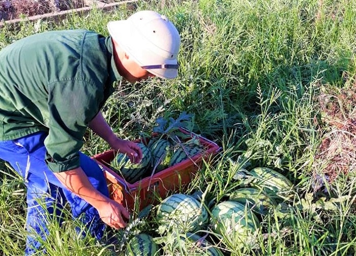 Nông dân phường Bình Minh trồng thành công dưa hấu ruột vàng thanh pho lao cai nong dan phuong binh minh trong thanh cong dua hau ruot vang