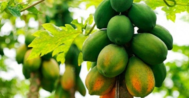 undefined 2334 hom nay nha em co yu yy cuocsongantoanvn 1