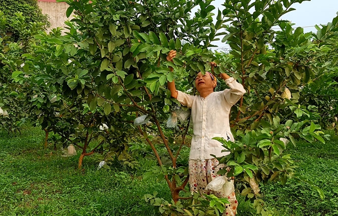 Chứng nhận đăng ký nhãn hiệu tập thể ổi Linh Nham chung nhan dang ky nhan hieu tap the oi linh nham