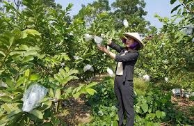 Chứng nhận đăng ký nhãn hiệu tập thể ổi Linh Nham chung nhan dang ky nhan hieu tap the oi linh nham