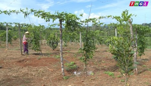 cay mac ca tren dong dat kbang