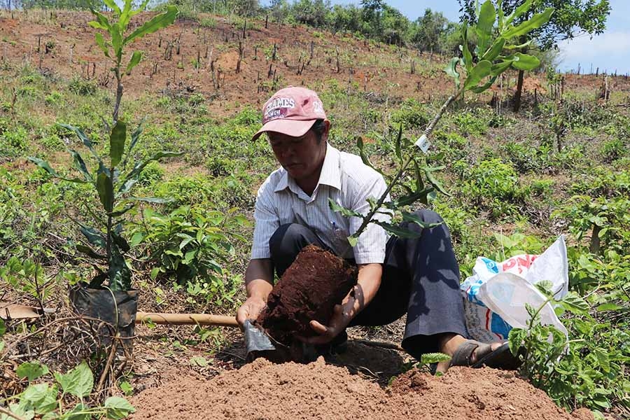 cay mac ca tren dong dat kbang