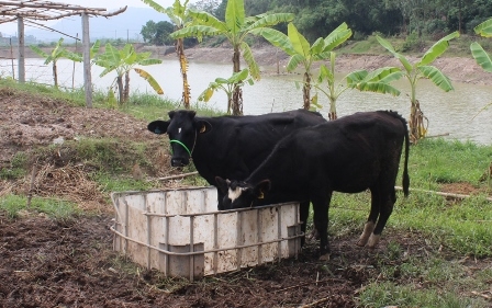 Người đàn ông trở thành tỷ phú nhờ chăn nuôi trâu, bò thanh ty phu nho chan nuoi trau bo