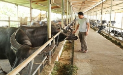 Người đàn ông trở thành tỷ phú nhờ chăn nuôi trâu, bò
