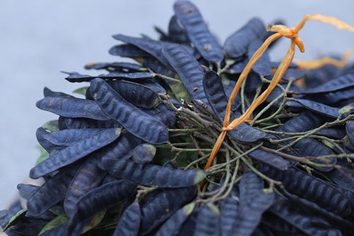 ly giai hoi chung toc bac sau mot dem mang ten marie antoinette