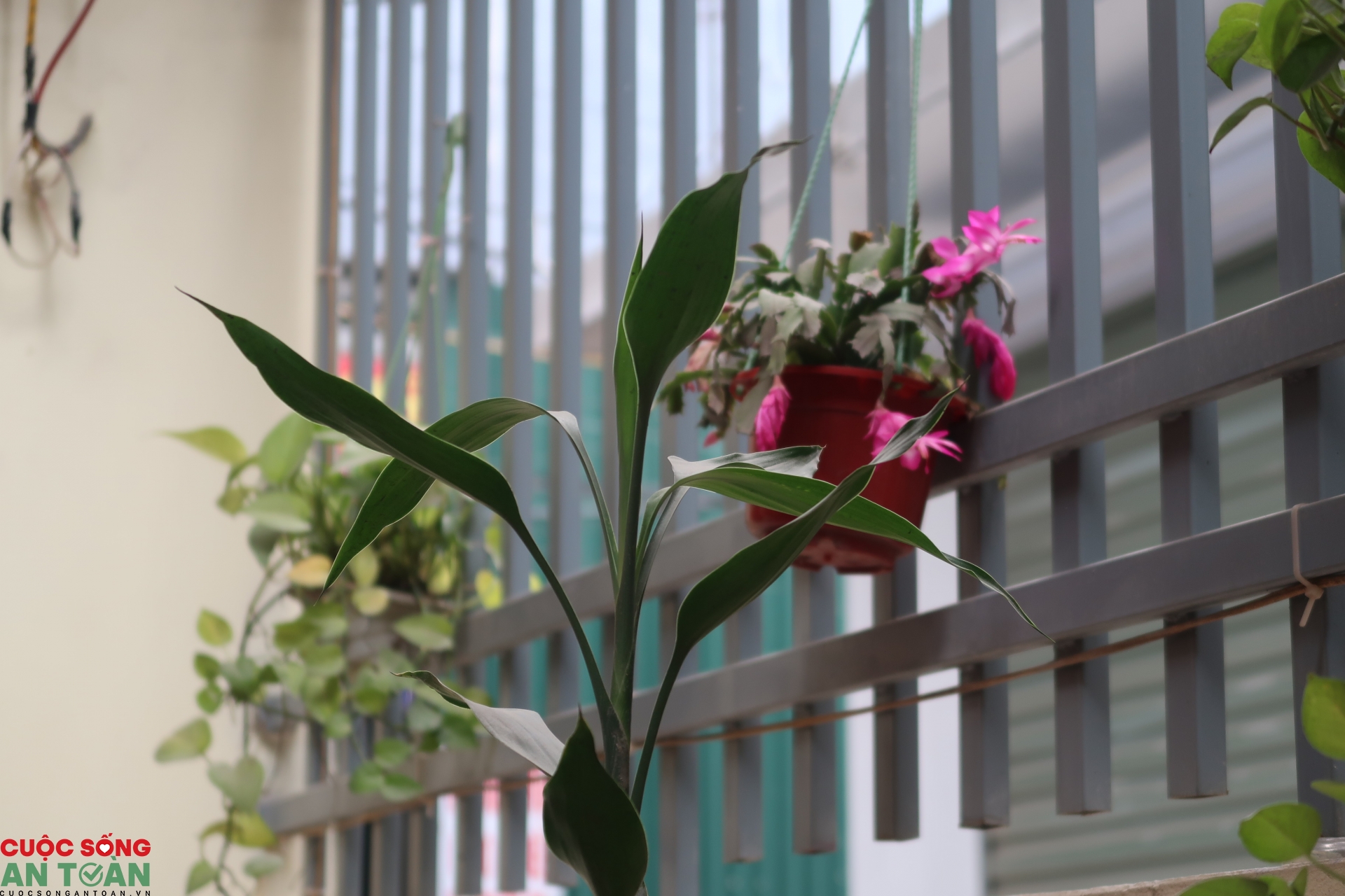 Nhiều nhà trọ ‘khang trang” cho công nhân ở khu công nghiệp Nhiều nhà trọ ‘khang trang” cho công nhân ở khu công nghiệp