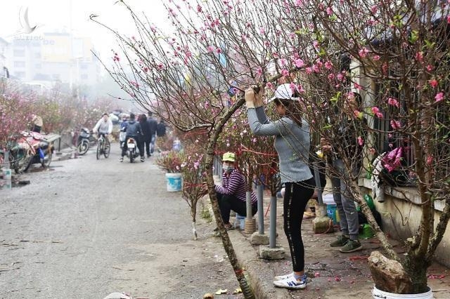 Dán tem chứng nhận “đào rừng” dân trồng có giải quyết được tận gốc?