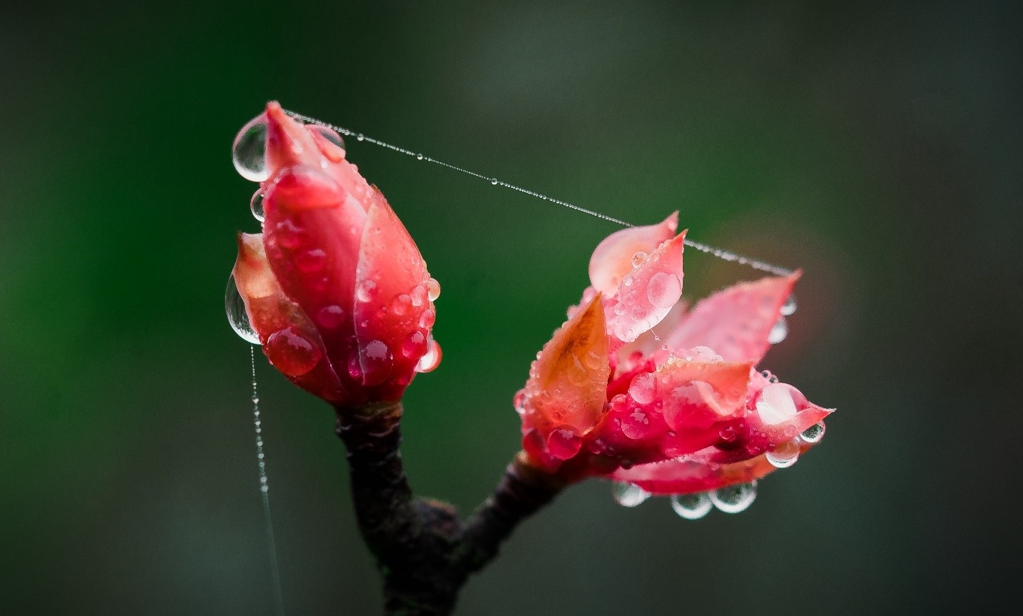 Ngẩn ngơ chiêm ngưỡng loài hoa đào chuông quý hiếm trên đỉnh Bà Nà