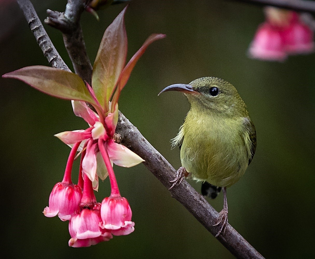 Ngẩn ngơ chiêm ngưỡng loài hoa đào chuông quý hiếm trên đỉnh Bà Nà