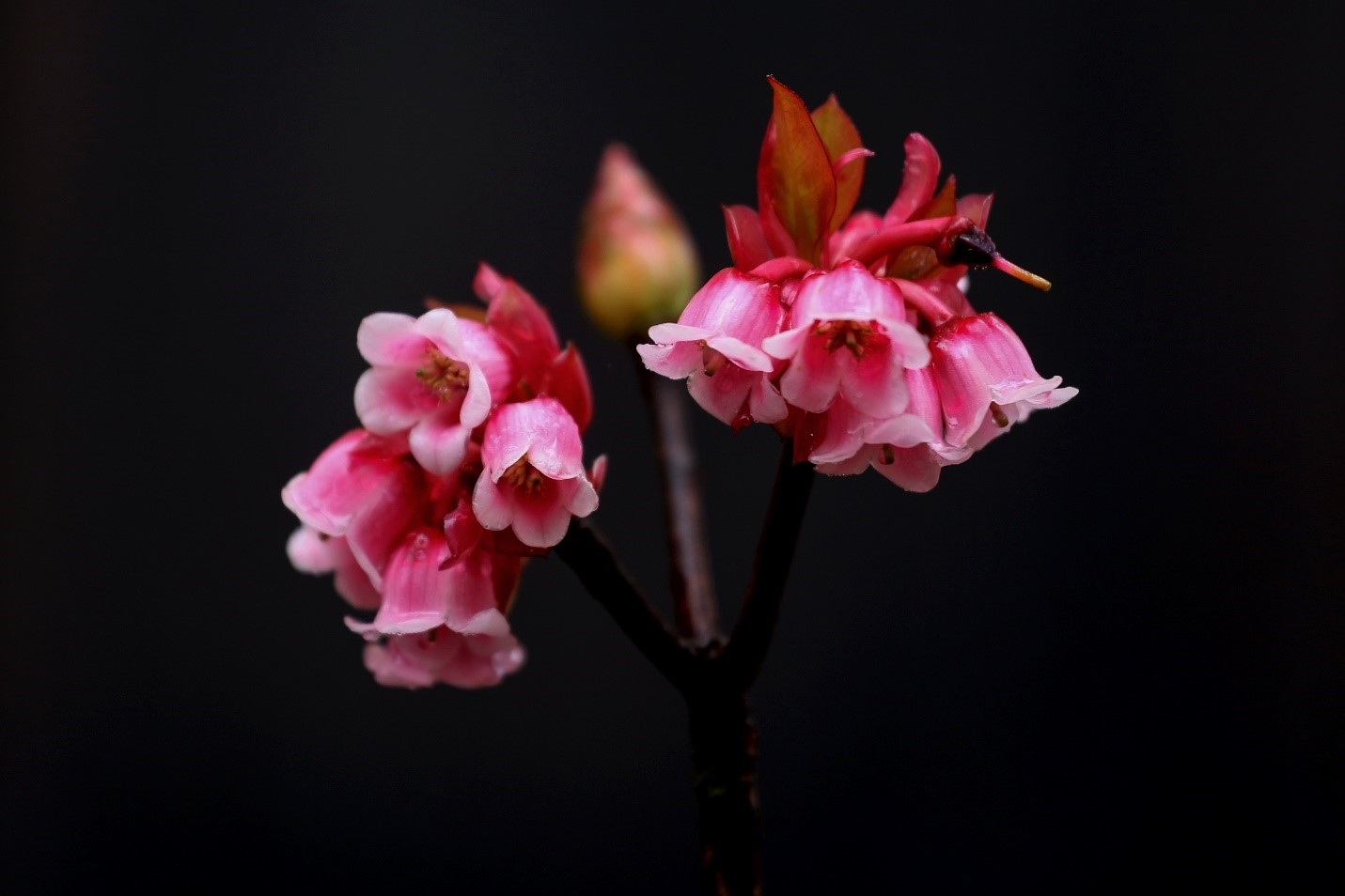 Ngẩn ngơ chiêm ngưỡng loài hoa đào chuông quý hiếm trên đỉnh Bà Nà