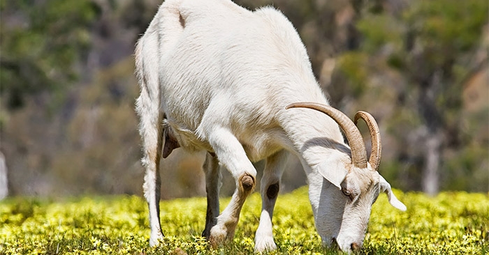 Tử vi tuổi Mùi năm 2021: Có nhiều biến động, dễ kích động Tử vi tuổi Mùi năm 2021: Có nhiều biến động, dễ kích động