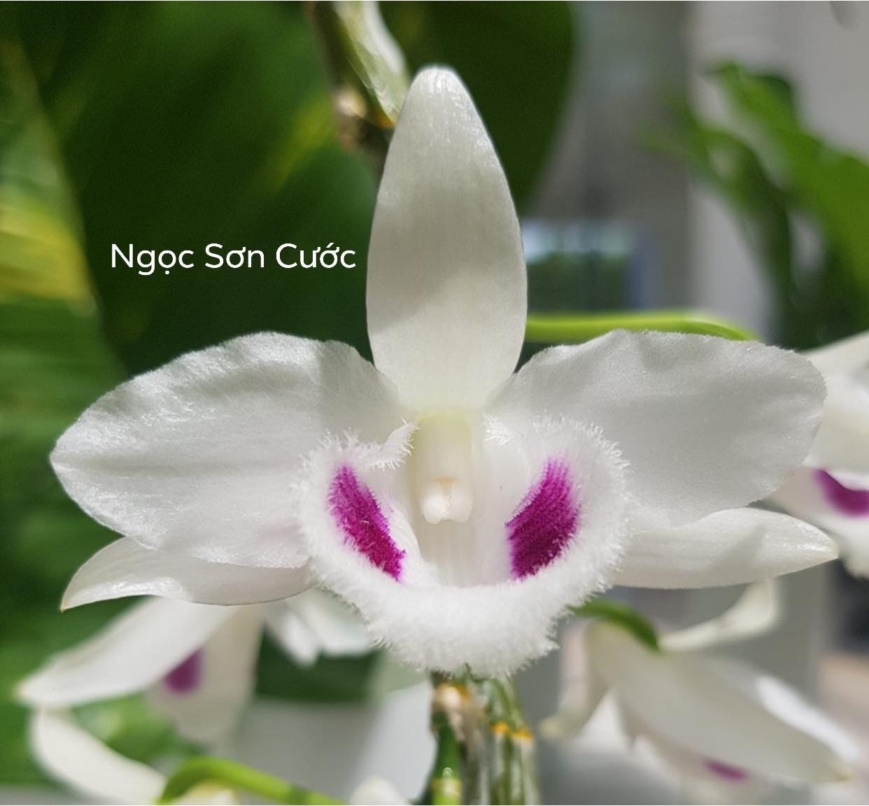 Từ chó Nhật ăn trứng vịt lộn tới nhánh lan tiền tỷ Từ chó Nhật ăn trứng vịt lộn tới nhánh lan tiền tỷ